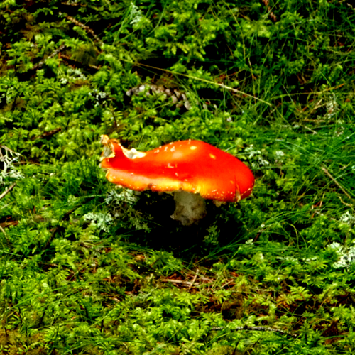 canvas - rode paddenstoel - CV2005