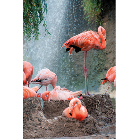Repro Voorne - tuinposter flamingo's