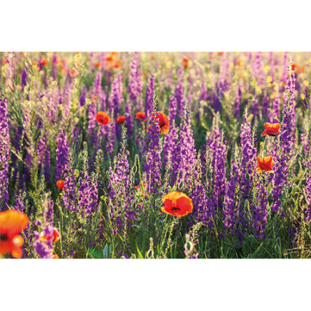 Repro Voorne - tuinposter klaprozen en lavendel