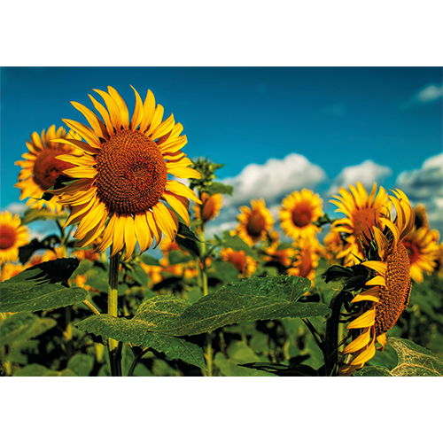 Repro Voorne - Tuinposter zonnebloem