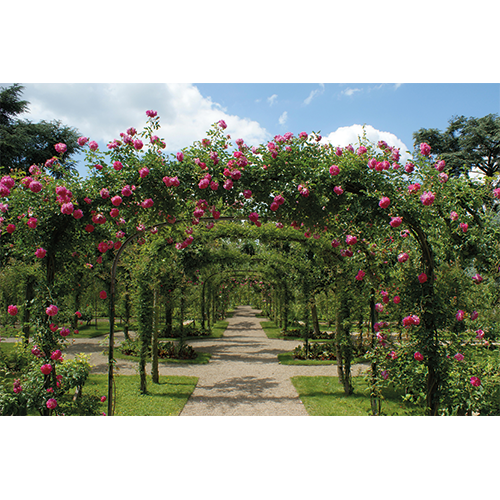 Repro Voorne tuinposter pergola rozen