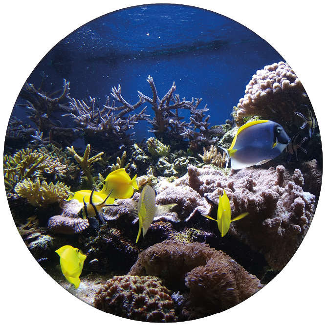 Zelfklevende Behangcirkel Tropische vissen ZBC005