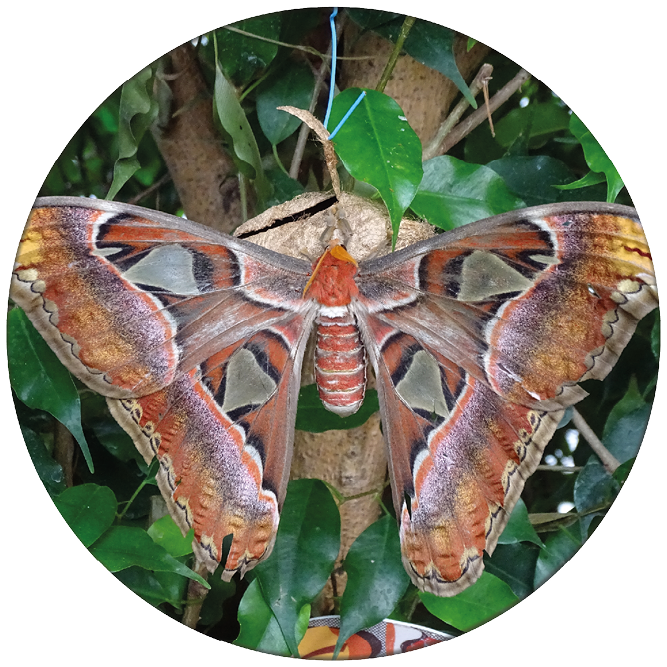 Zelfklevende Behangcirkel Vlinder 6 ZBC012